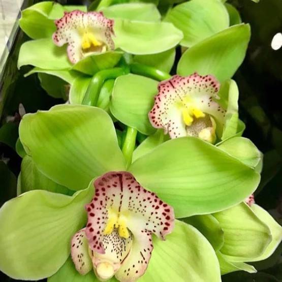 Cymbidium (Cymbidium scientific name) for planting in garden